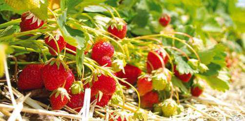 C'est maintenant les fraises ....