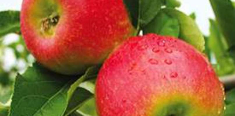 Retrouvez les pommes de notre verger en boutique