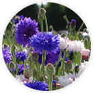 Bleuets et Cosmos