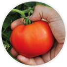 Tomates